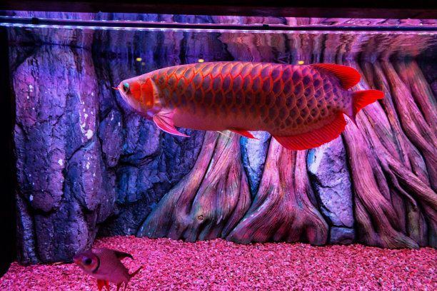 養(yǎng)的虎頭鯊把龍魚吃了：虎頭鯊與龍魚混養(yǎng)時(shí)常見的問題：虎頭鯊可能會(huì)吞食龍魚