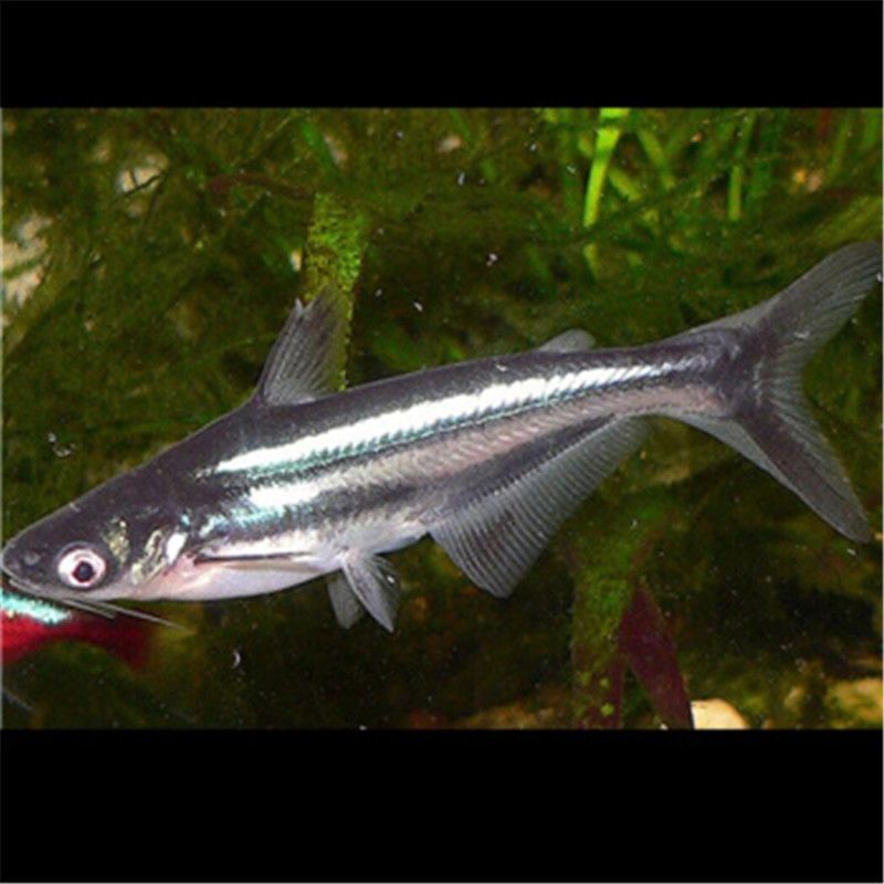 養(yǎng)的虎頭鯊把龍魚吃了：虎頭鯊與龍魚混養(yǎng)時(shí)常見的問題：虎頭鯊可能會(huì)吞食龍魚