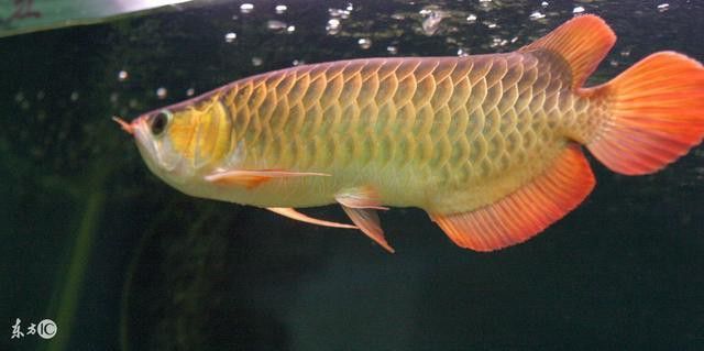 混養龍魚和魟魚需要多大的水族箱？