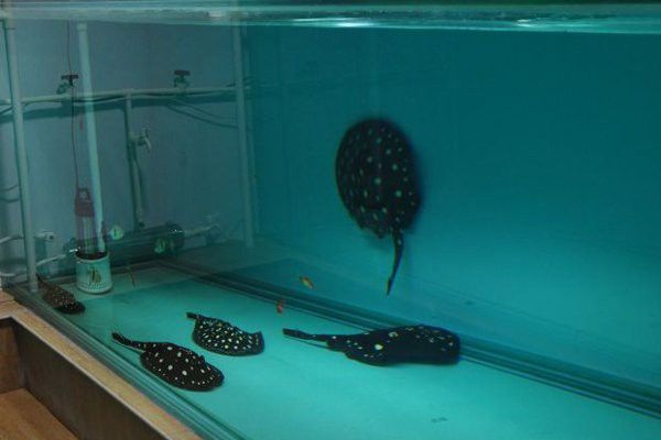 混養(yǎng)龍魚和魟魚需要多大的水族箱？