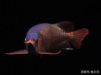 燈光對龍魚發色重要么：燈光對龍魚的發色有著重要的影響，燈光對龍魚發色重要么