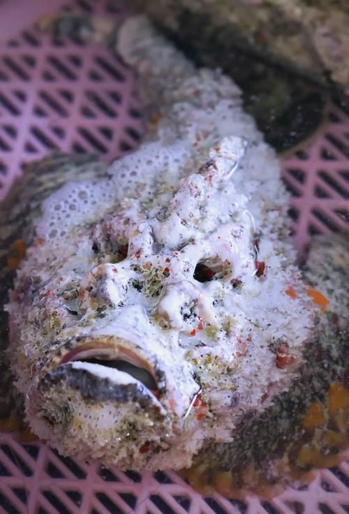 閩南叫虎魚的圖片 龍魚百科 第9張 閩南叫虎魚的圖片 閩南叫虎魚的圖片 龍魚百科 第9張