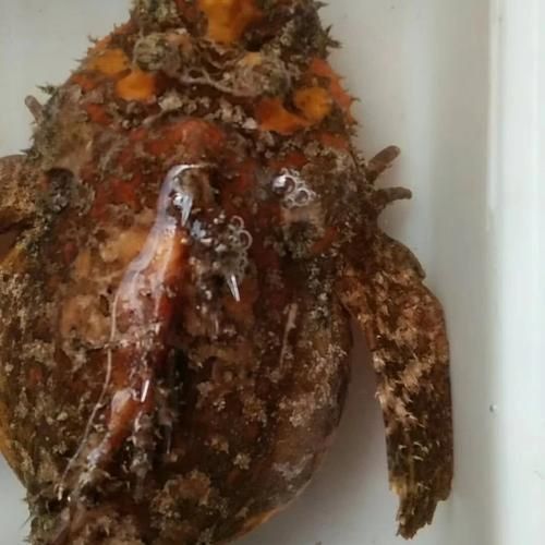閩南叫虎魚的圖片 龍魚百科 第5張 閩南叫虎魚的圖片 閩南叫虎魚的圖片 龍魚百科 第5張
