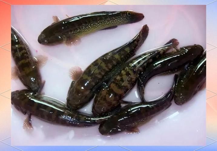 閩南叫虎魚的圖片 龍魚百科 第11張 閩南叫虎魚的圖片 閩南叫虎魚的圖片 龍魚百科 第11張