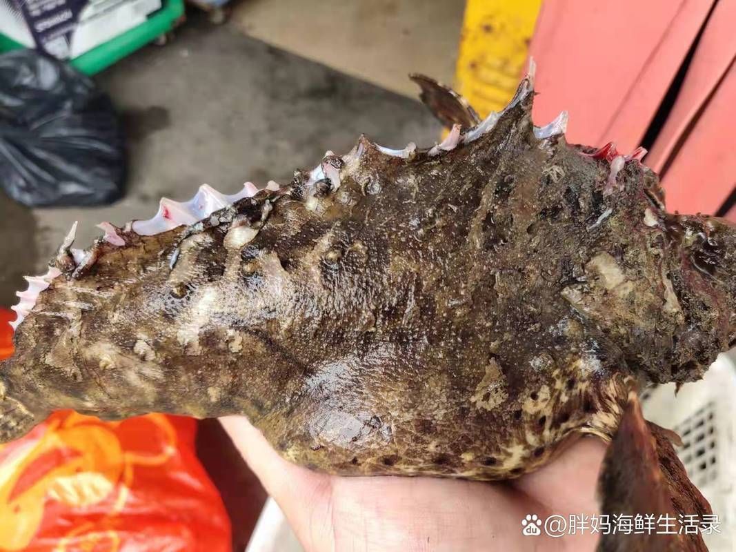 閩南叫虎魚的圖片 龍魚百科 第16張 閩南叫虎魚的圖片 閩南叫虎魚的圖片 龍魚百科 第16張