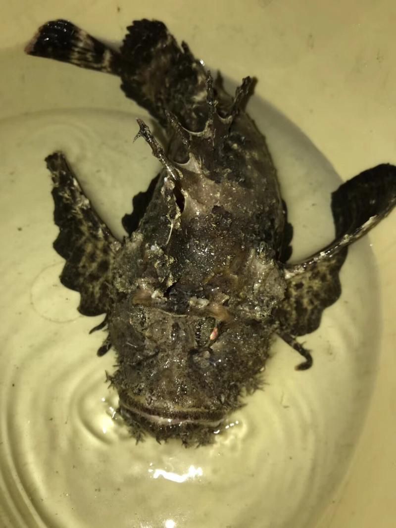 閩南叫虎魚的圖片 龍魚百科 第20張 閩南叫虎魚的圖片 閩南叫虎魚的圖片 龍魚百科 第20張