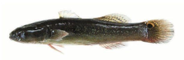 閩南叫虎魚的圖片 龍魚百科 第24張 閩南叫虎魚的圖片 閩南叫虎魚的圖片 龍魚百科 第24張