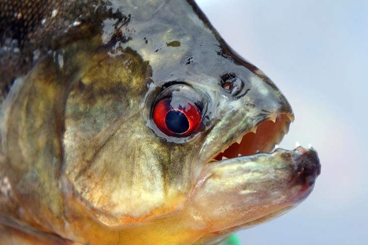 閩南叫虎魚的圖片 龍魚百科 第22張 閩南叫虎魚的圖片 閩南叫虎魚的圖片 龍魚百科 第22張