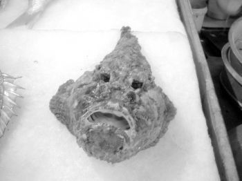閩南叫虎魚的圖片 龍魚百科 第28張 閩南叫虎魚的圖片 閩南叫虎魚的圖片 龍魚百科 第28張