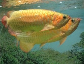 龍魚多少一只幼魚啊（常見龍魚幼魚的價格范圍）