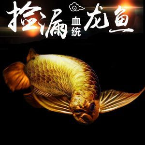 龍魚是不是風水魚：龍魚在風水中具有招財進寶和鎮宅辟邪的作用是一種吉祥的風水魚