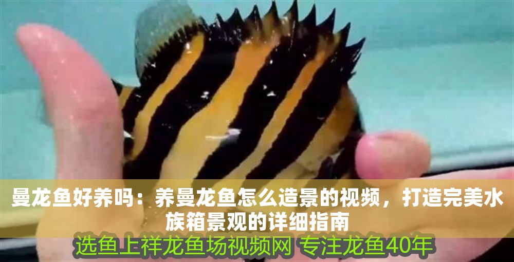 曼龍魚好養嗎：養曼龍魚怎么造景的視頻，打造完美水族箱景觀的詳細指南