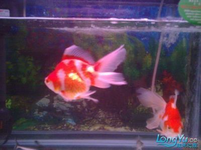 龍魚和金魚哪個好養：龍魚和金魚哪個好養，需要注意什么