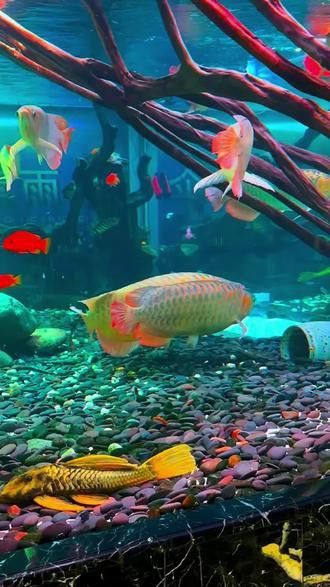 紅龍魚(yú)與金龍魚(yú)的區(qū)別圖片視頻