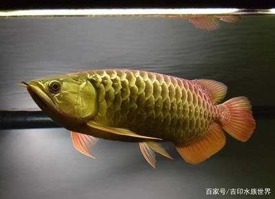 金龍魚發色用什么燈照好看：金龍魚發色用什么燈照好看金龍魚發色燈光選擇建議