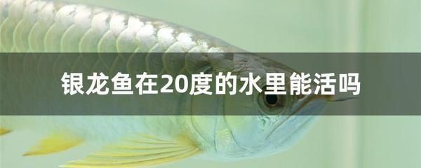 銀龍魚很活躍怎么回事（怎樣判斷銀龍魚的活躍程度？）