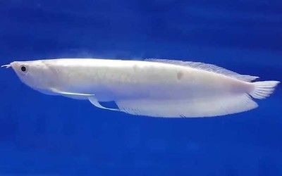 銀龍魚很活躍怎么回事（怎樣判斷銀龍魚的活躍程度？）