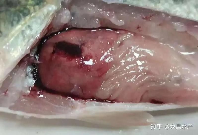 龍魚內(nèi)臟受傷后應(yīng)該如何隔離？