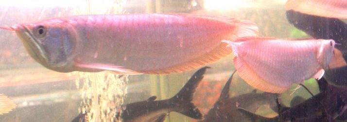 銀龍魚喂食時(shí)沉缸底游（銀龍魚在喂食時(shí)沉缸底游可能由哪些因素引起？）