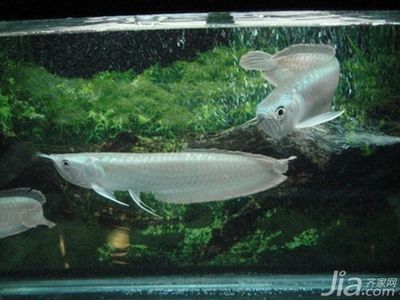 銀龍魚喂食時(shí)沉缸底游（銀龍魚在喂食時(shí)沉缸底游可能由哪些因素引起？）