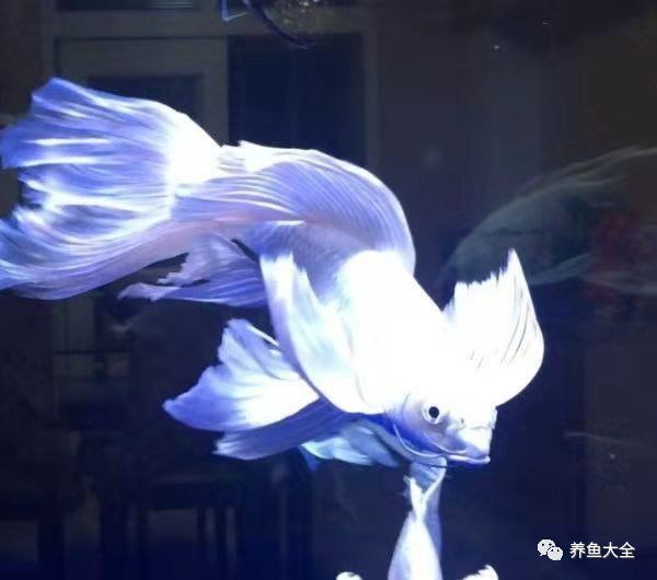 蝴蝶鯉 龍魚
