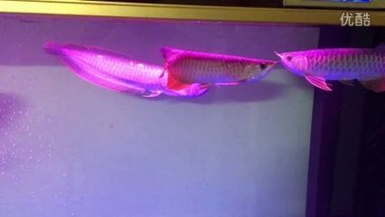 2條金龍魚打架怎么辦