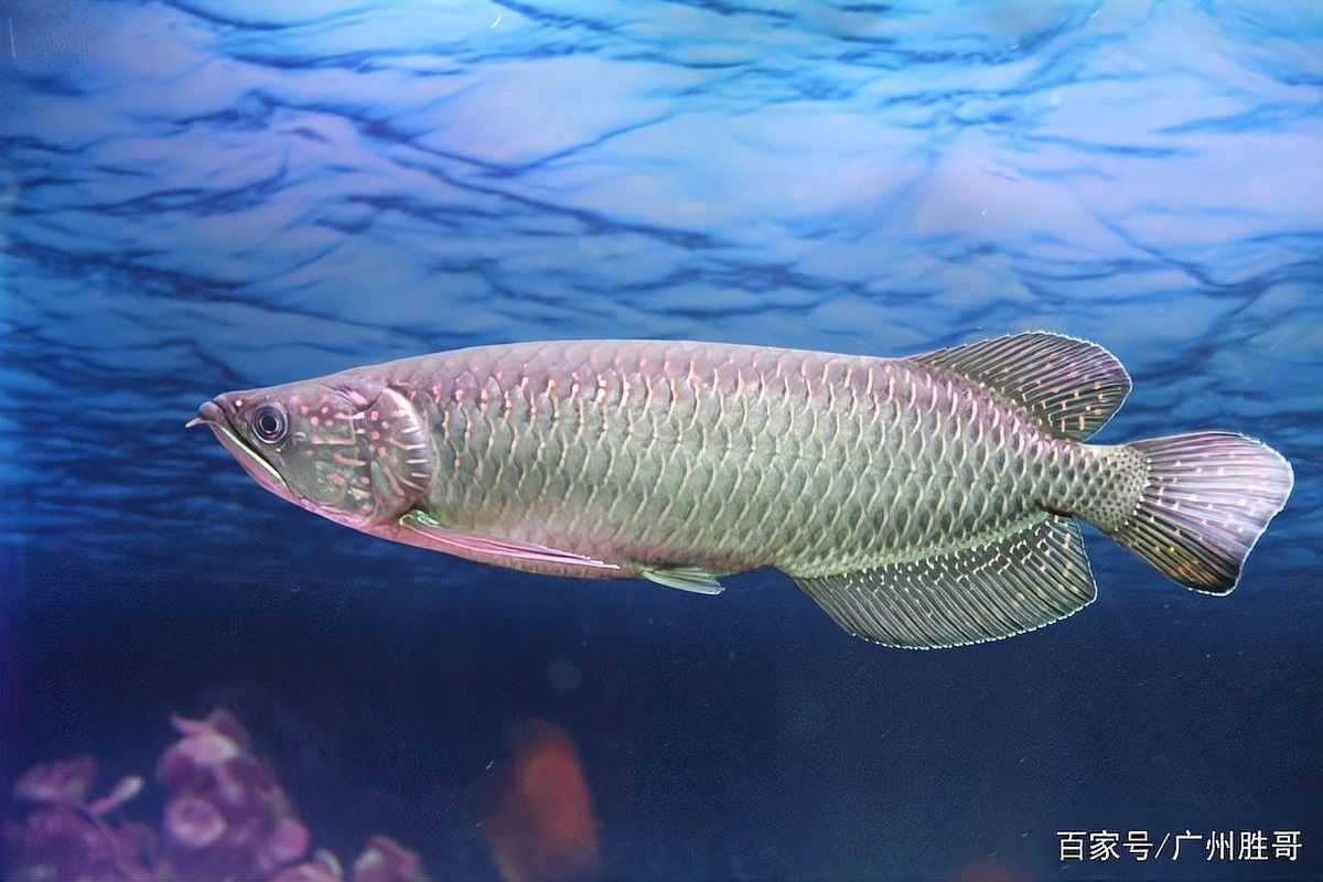 龍魚突然在缸里亂竄死了