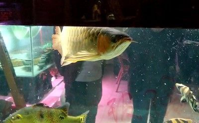 金龍魚有多兇狠：金龍魚兇狠程度主要體現在其捕食習慣和性格特點上