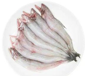 如何增強龍魚的免疫力？