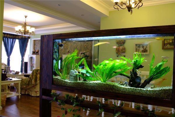 魚缸里面的水發白霧蒙蒙（如何快速建立魚缸硝化系統？）