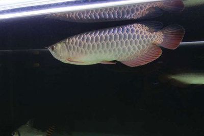 巧克力底色的金龍魚：巧克力底色的金龍魚的飼養方式