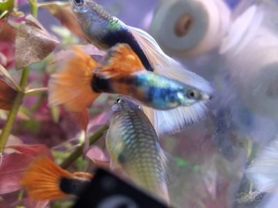 龍魚鰭上長白疙瘩（龍魚鰭上長白疙瘩可能由多種原因引起，可能由多種原因引起）