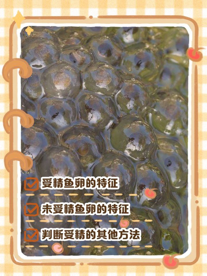 如何判斷龍魚卵是否受精？