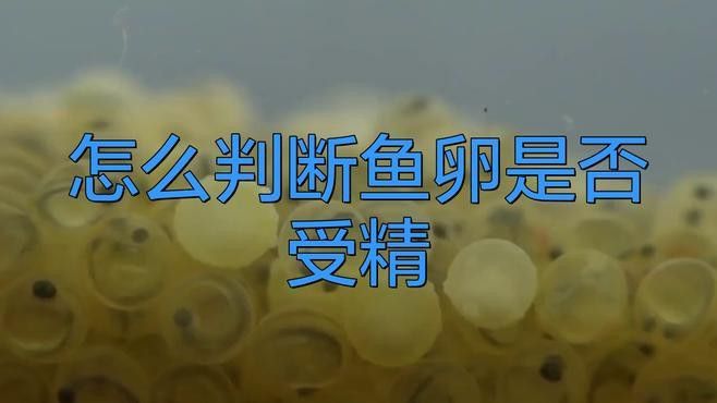 如何判斷龍魚卵是否受精？