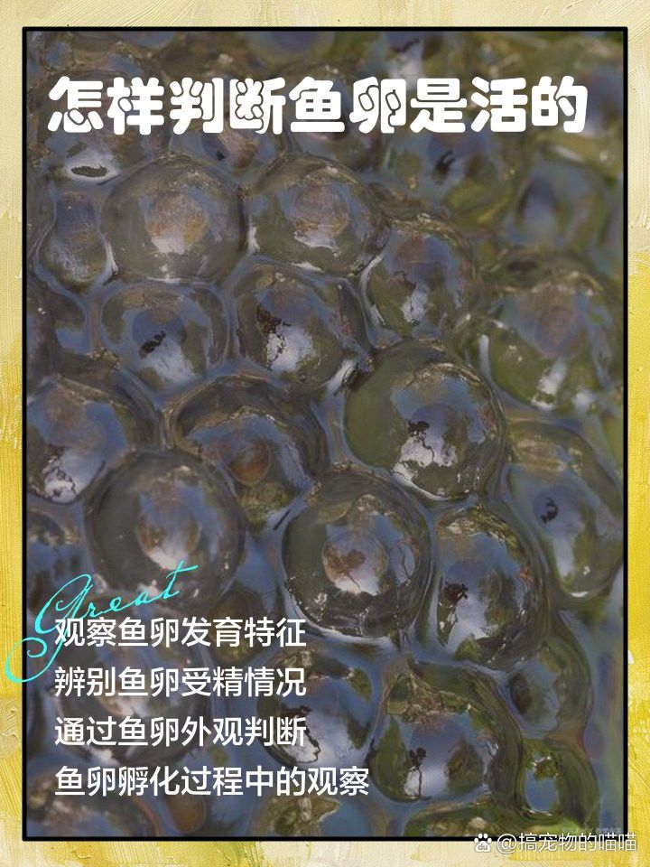 如何判斷龍魚卵是否受精？