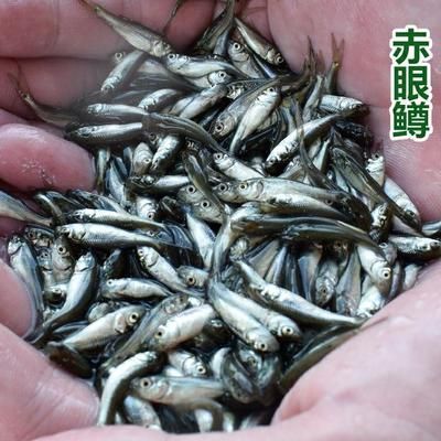 龍魚的養殖與鑒賞論文范文怎么寫的：龍魚的養殖與鑒賞論文范文