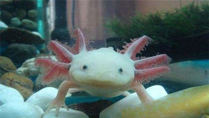 六角恐龍魚怎么養殖：六角恐龍魚疾病預防指南