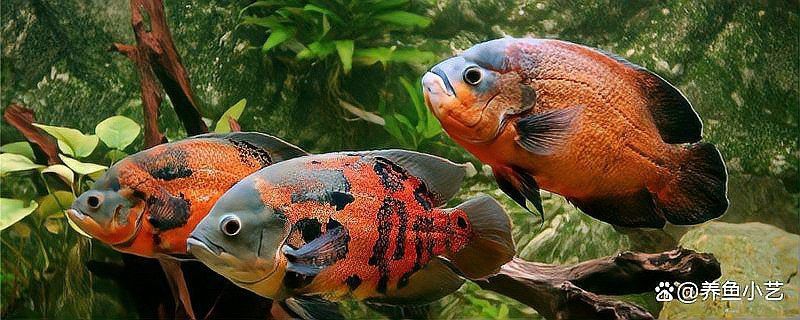 有沒有更多適合家庭飼養(yǎng)的龍魚