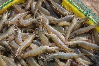 龍魚魚眼有白膜嗎：龍魚眼睛出現白膜可能是由于以下幾種原因以下幾種原因