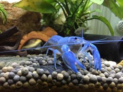 80的缸養龍魚養多久：養龍魚的缸尺寸與飼養時長分析