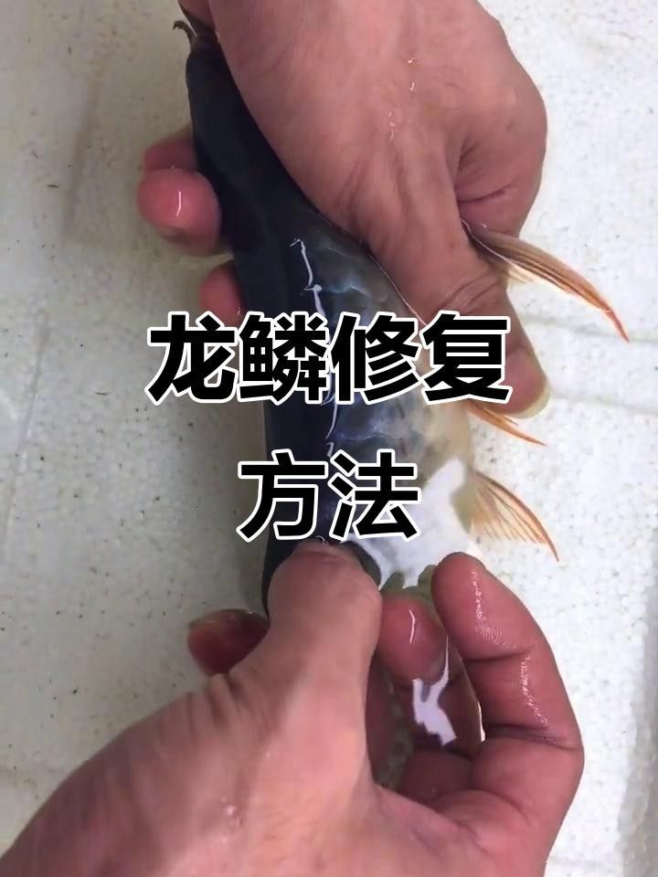 紅龍魚去鱗后需要清洗嗎？