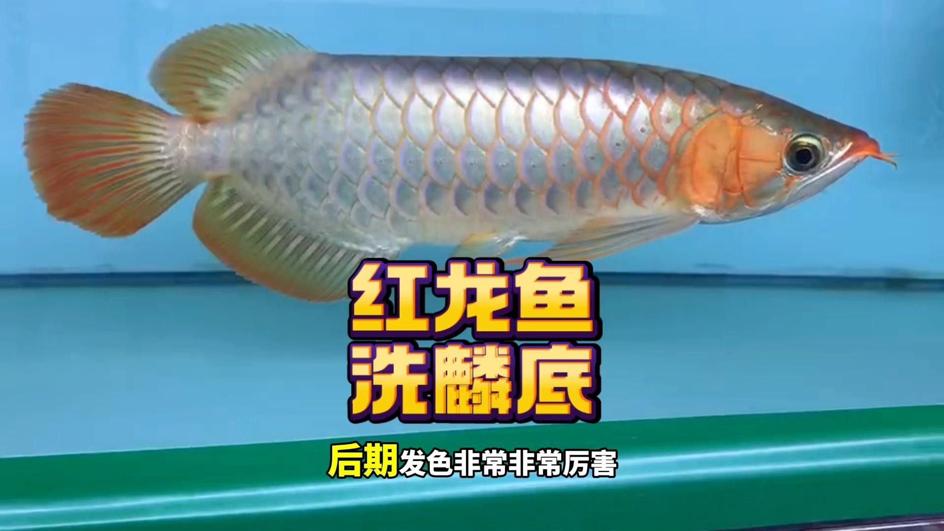 紅龍魚去鱗后需要清洗嗎？