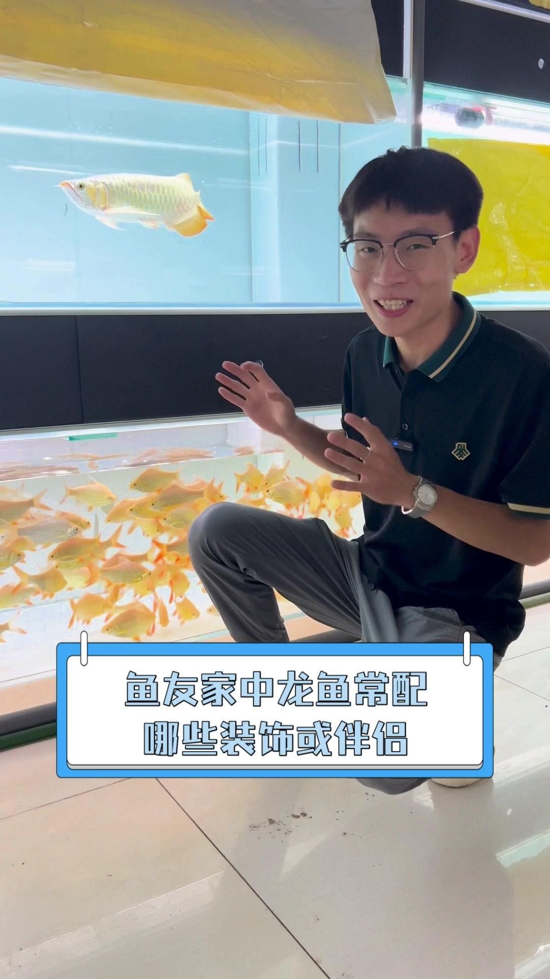 龍魚混養需要哪些裝飾物