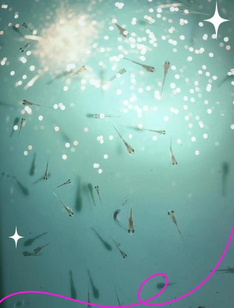 龍魚水霉病多久能治愈？
