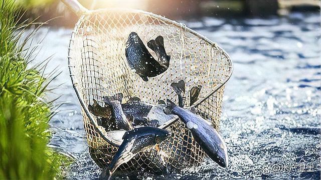 龍魚水霉病多久能治愈？