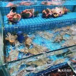 重慶哪里有賣龍魚的市場地址啊