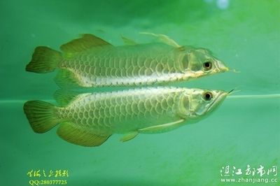 金龍魚芯片在哪里：金龍魚芯片位置及其相關信息