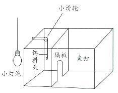 金龍魚如何建立條件反射？