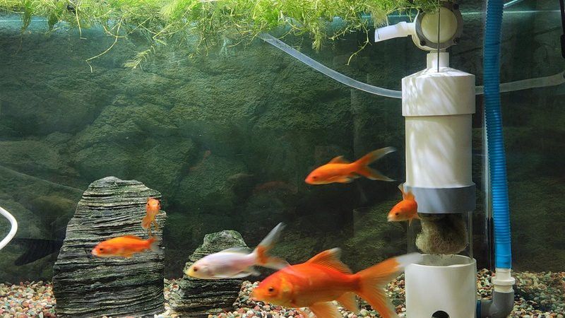 金龍魚如何建立條件反射？