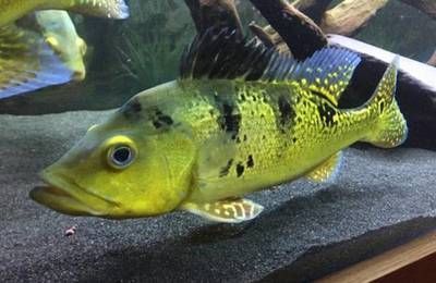 巴西亞魚和龍魚的關(guān)系：關(guān)于巴西亞魚和龍魚的問題